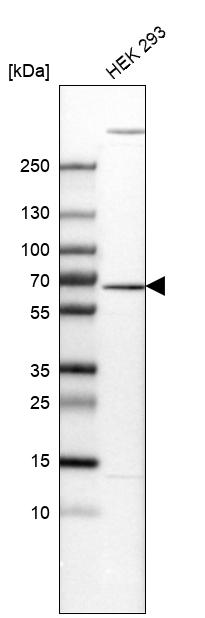Anti-EDC3 Antibody
