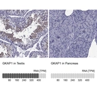 Anti-GKAP1 Antibody