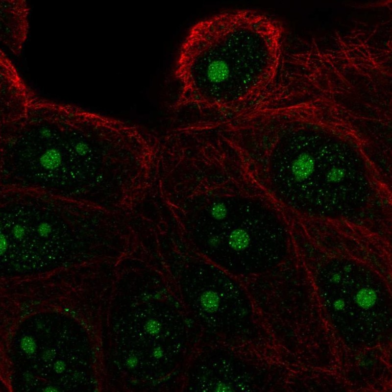 Anti-FAM133A Antibody