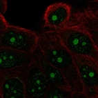 Anti-FAM133A Antibody