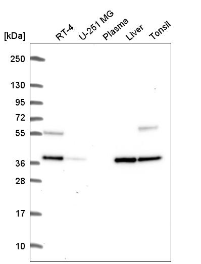 Anti-C9orf64 Antibody