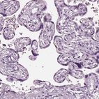 Immunohistochemical staining of human placenta shows low expression as expected.
