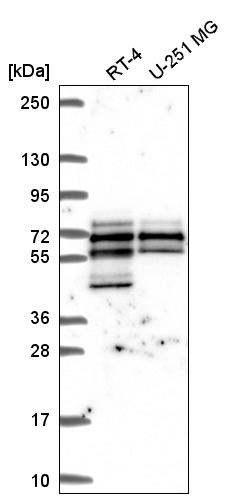Anti-SPATS2L Antibody