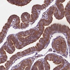 Anti-ARAF Antibody