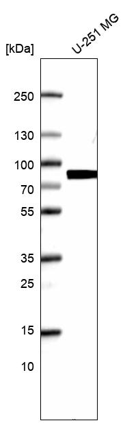 Anti-NDC80 Antibody