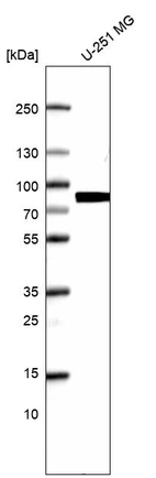 Anti-NDC80 Antibody