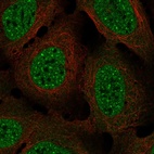 Immunofluorescent staining of human cell line U-2 OS shows localization to nucleoplasm.