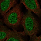 Immunofluorescent staining of human cell line U-2 OS shows localization to nucleoplasm.