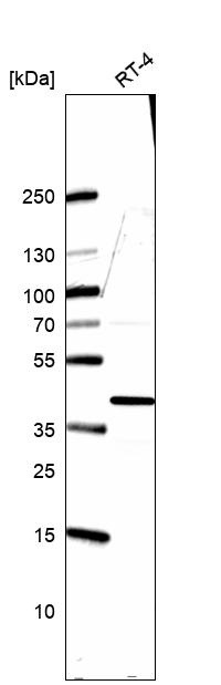 Anti-HNRNPA3 Antibody