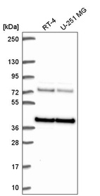 Anti-HNRNPA3 Antibody