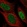 Anti-SSPN Antibody