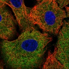 Anti-TRIM16 Antibody