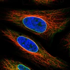 Immunofluorescence staining in HeLa cell line with Anti-EMD monoclonal antibody, shows a distinct nuclear membranous pattern with a weaker additional ER staining in green. Microtubule- and nuclear probes are visualized in red and blue respectively (where available).