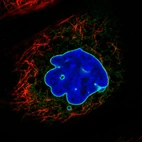 Immunofluorescence staining in A431 cell line with Anti-EMD monoclonal antibody, shows a distinct nuclear membranous pattern with a weaker additional ER staining in green. Microtubule- and nuclear probes are visualized in red and blue respectively (where available).