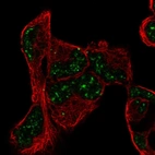Anti-PNRC1 Antibody