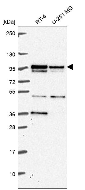 Anti-KIF3B Antibody