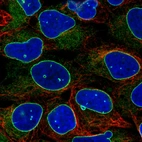 Immunofluorescence staining in U2OS cell line with Anti-EMD monoclonal antibody, shows a distinct nuclear membranous pattern with a weaker additional ER staining in green. Microtubule- and nuclear probes are visualized in red and blue respectively (where available).
