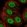 Anti-ANAPC2 Antibody