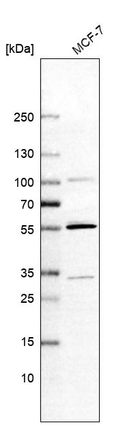 Anti-MATK Antibody