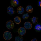 Immunofluorescent staining of human cell line K-562 shows localization to cytosol, centriolar satellites & mitotic spindle.