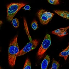 Immunofluorescence staining in U251 cell line with Anti-EMD monoclonal antibody, shows a distinct nuclear membranous pattern with a weaker additional ER staining in green. Microtubule- and nuclear probes are visualized in red and blue respectively (where available).