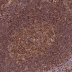 Immunohistochemical staining of human lymph node shows moderate cytoplasmic positivity in germinal center cells.