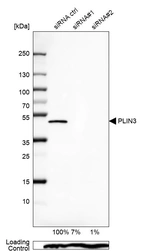 Western blot analysis in U-87MG ATCC cells transfected with control siRNA, target specific siRNA probe #1 and #2, using Anti-PLIN3 antibody. Remaining relative intensity is presented. Loading control: Anti-PPIB.