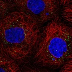 Immunofluorescent staining of human cell line A-431 shows localization to lipid droplets.