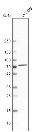 Western blot analysis in human cell line U-2 OS.