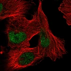 Immunofluorescent staining of human cell line U-2 OS shows localization to nucleus.