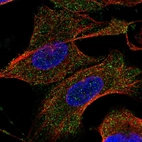 Immunofluorescent staining of human cell line U-2 OS shows localization to cytosol.