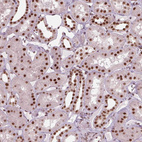 Immunohistochemical staining of human kidney shows strong nuclear positivity in cells in tubules.