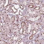 Immunohistochemical staining of human kidney shows strong nuclear positivity in cells in tubules.