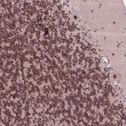 Immunohistochemical staining of human cerebellum shows strong nuclear positivity in Purkinje cells.
