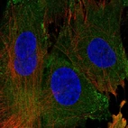 Anti-EHD1 Antibody