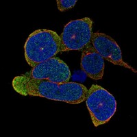 Anti-TLR10 Antibody