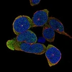 Anti-TLR10 Antibody