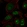 Anti-BOP1 Antibody