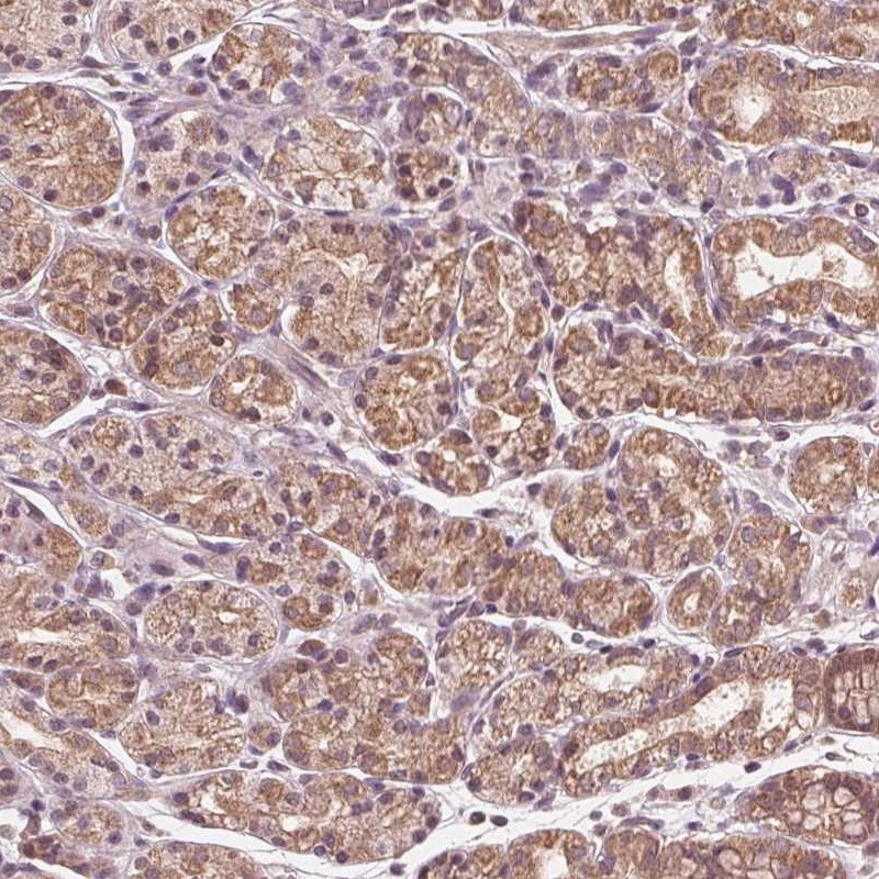 Anti-UBALD1 Antibody