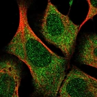 Immunofluorescent staining of human cell line U-2 OS shows localization to nucleus & cytosol.