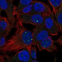 Anti-LACTBL1 Antibody