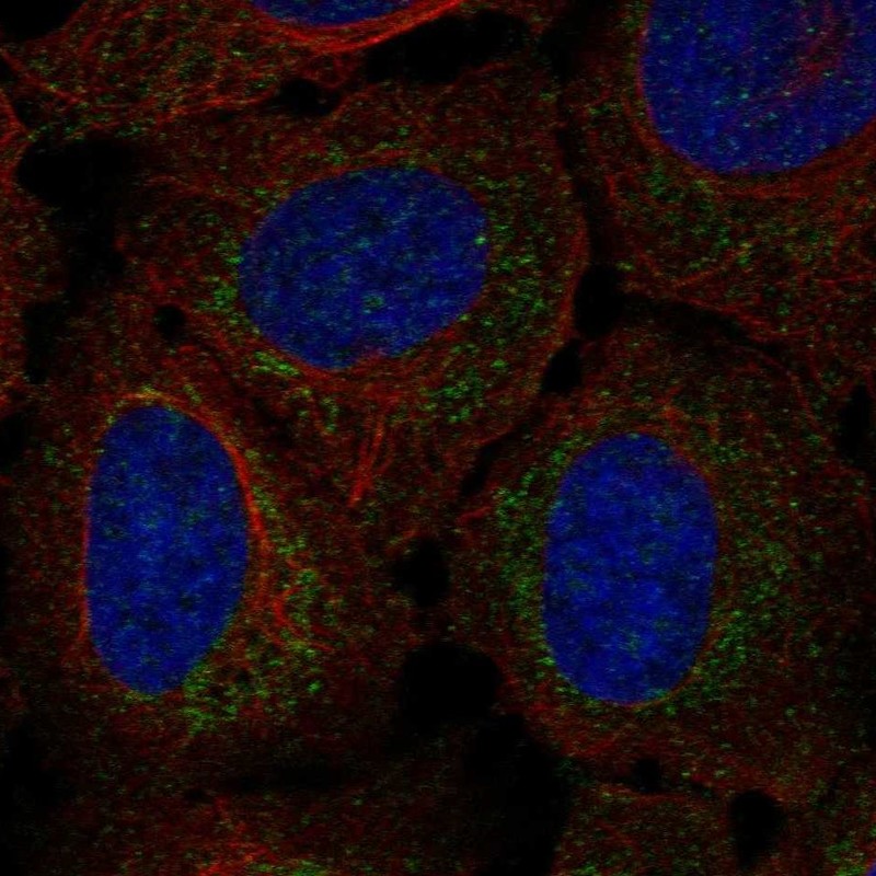 Anti-RP11-80H18.3 Antibody