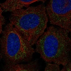 Anti-RP11-80H18.3 Antibody