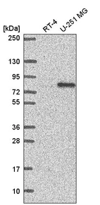 Anti-INTS9 Antibody