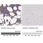 Anti-ELANE Antibody