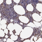 Immunohistochemical staining of human bone marrow shows high expression.