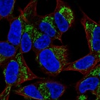 Immunofluorescent staining of human cell line SH-SY5Y shows localization to nuclear membrane & mitochondria.