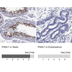 Anti-PIWIL1 Antibody