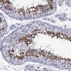 Anti-PIWIL1 Antibody