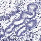 Immunohistochemical staining of human endometrium shows low expression as expected.